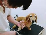 ڥɥå Pet colony ˰Ϥޤ줿Υȥߥ󥰥. ɥåեʻߡ ڥåȥۥƥǰ¤OK!! ڤʲ²Ʋ