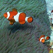 お薬が処方されるまで、お魚さん達をご覧ください。