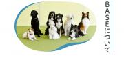 BASE Dog Training School
